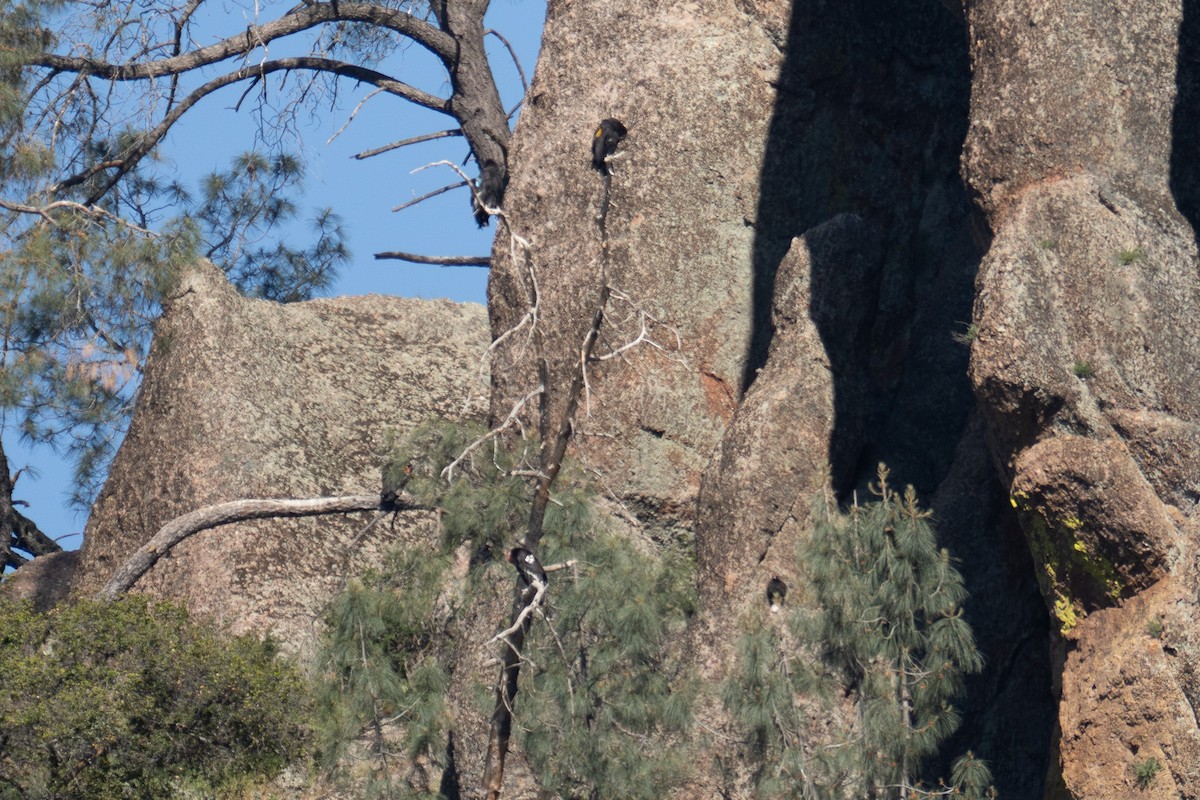 California Condor - ML618263557