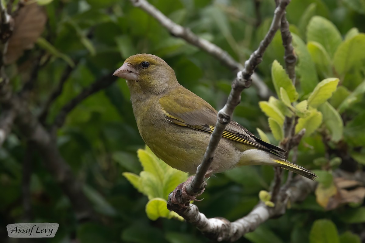 European Greenfinch - Assaf Levy