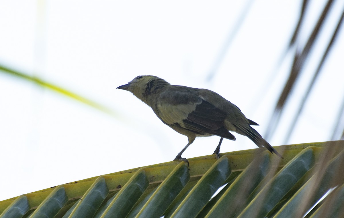 Palm Tanager - Eduardo Vieira 17