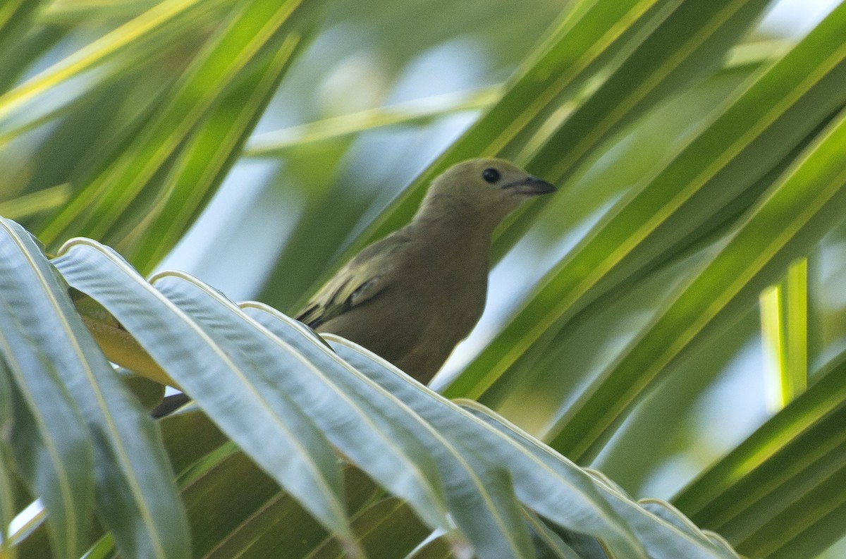 Palm Tanager - Eduardo Vieira 17