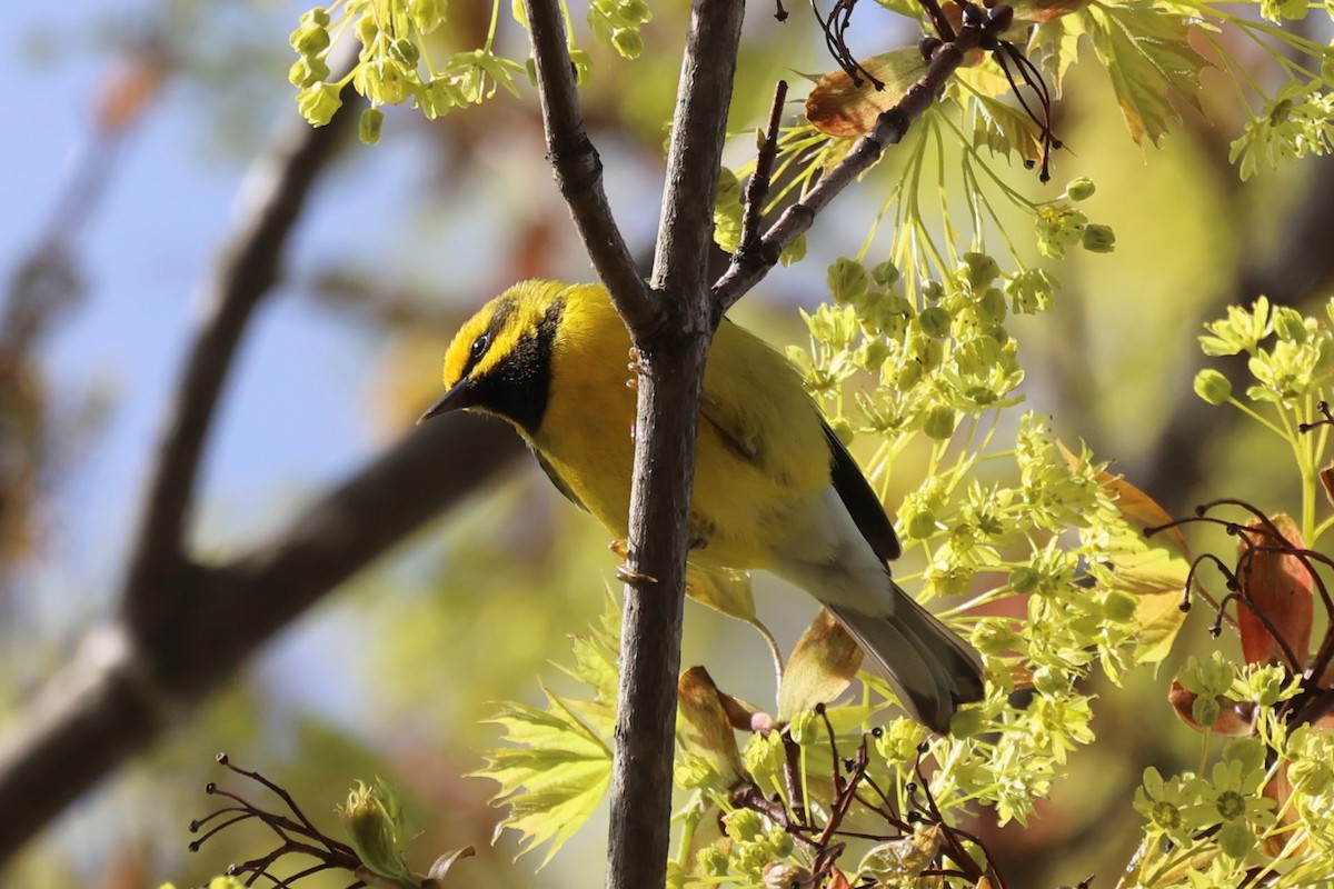 gullvingeparula x blåvingeparula (F2 backcross) - ML618263598