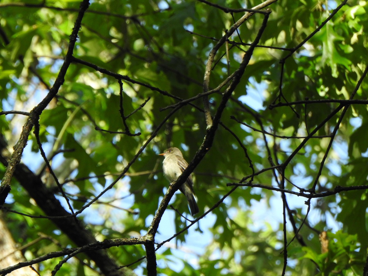 Eastern Wood-Pewee - stacey hayden