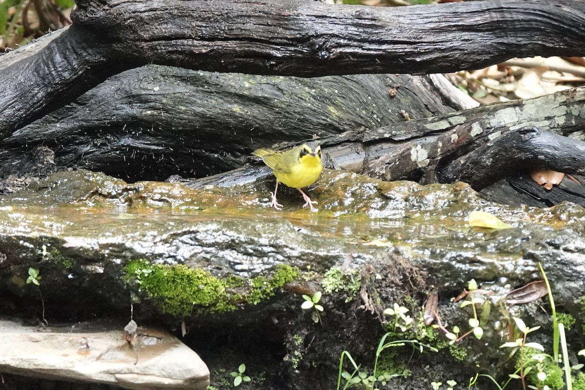 Kentucky Warbler - Bob Greenleaf