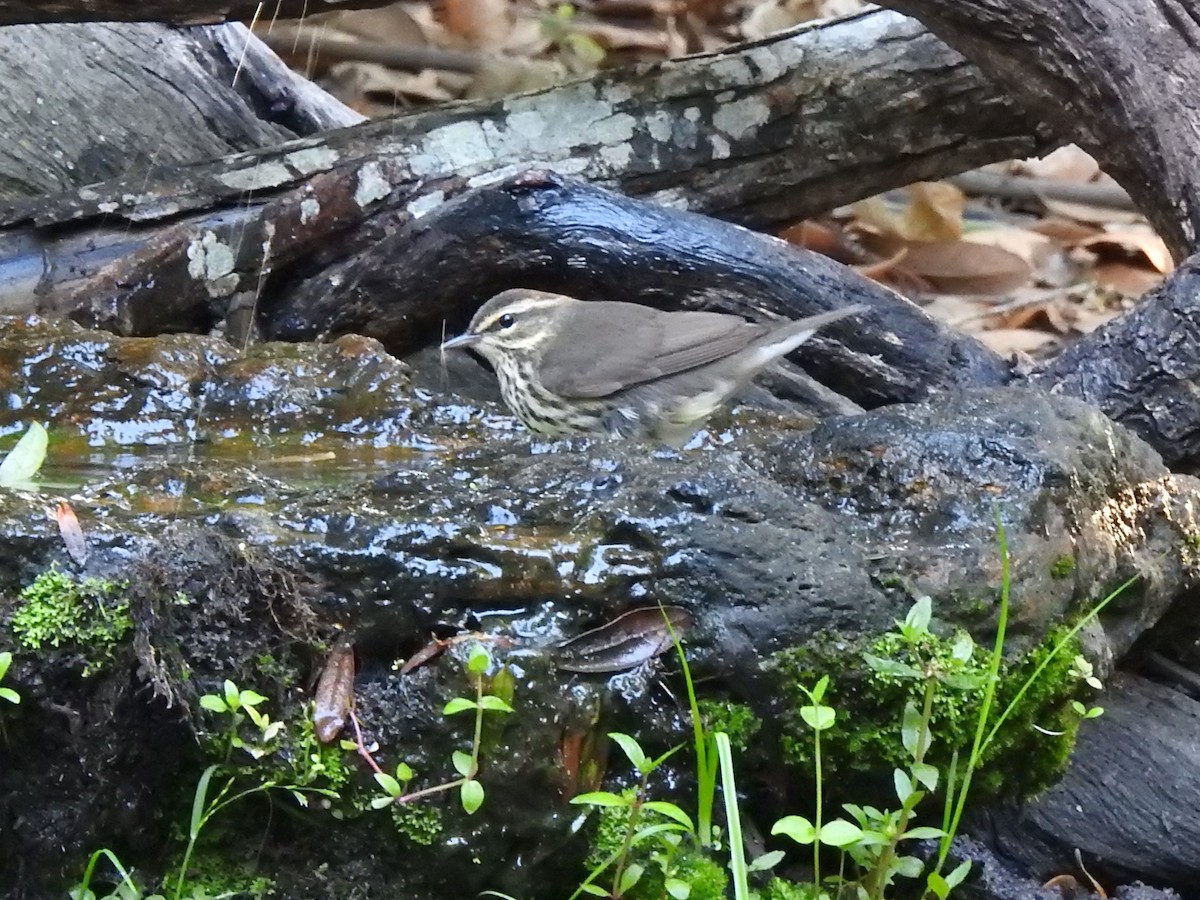 Northern Waterthrush - Anonymous