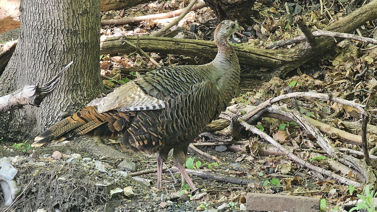 Wild Turkey - ML618263632