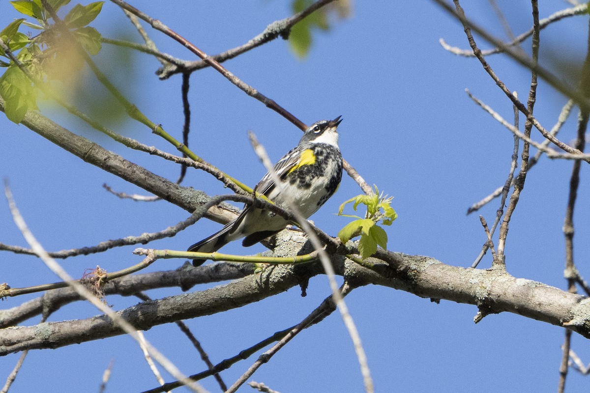 Yellow-rumped Warbler - Kyle Arpke