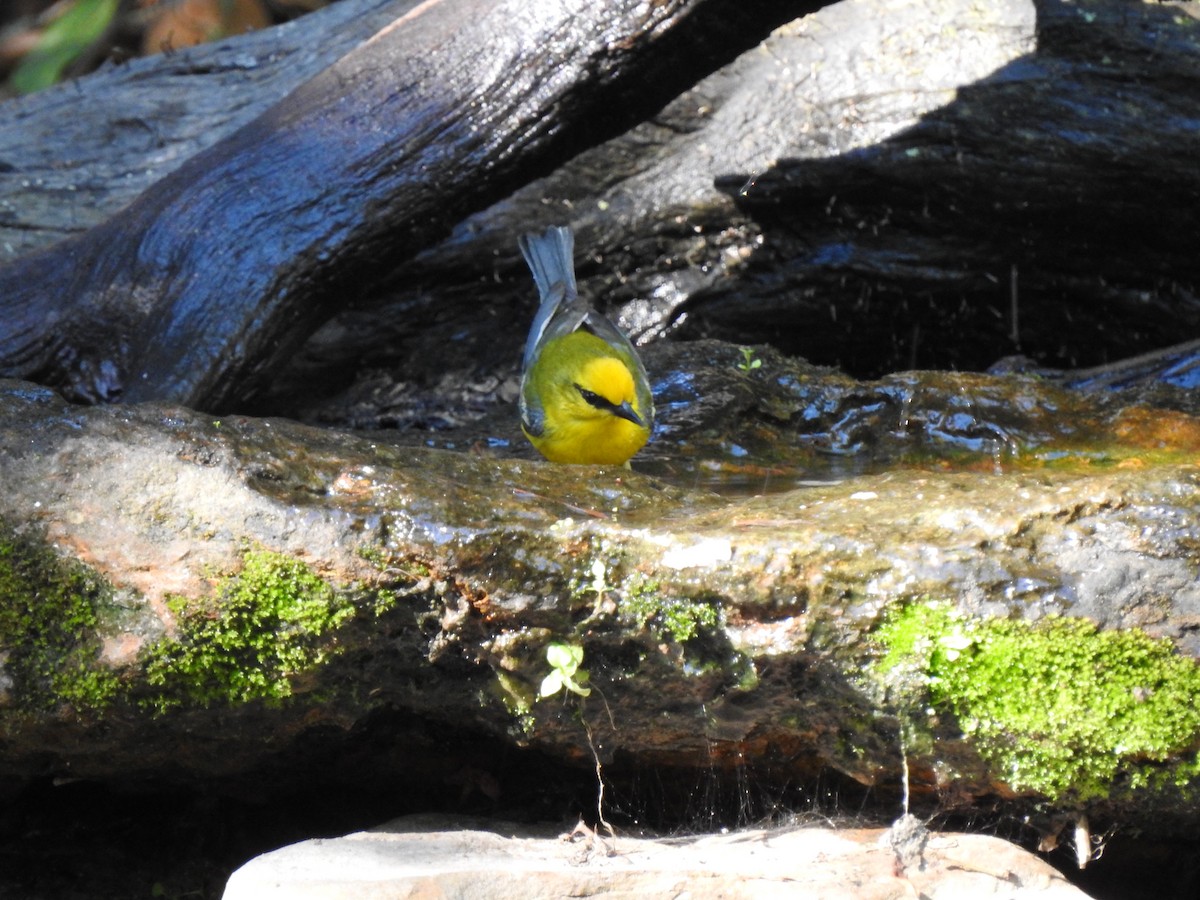 Blue-winged Warbler - Anonymous