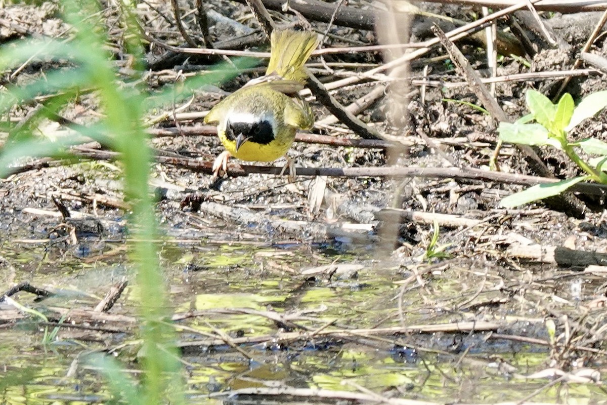 Common Yellowthroat - Bob Greenleaf