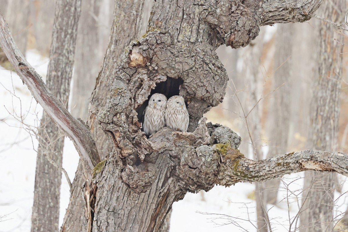 Ural Owl - Chih-Wei(David) Lin