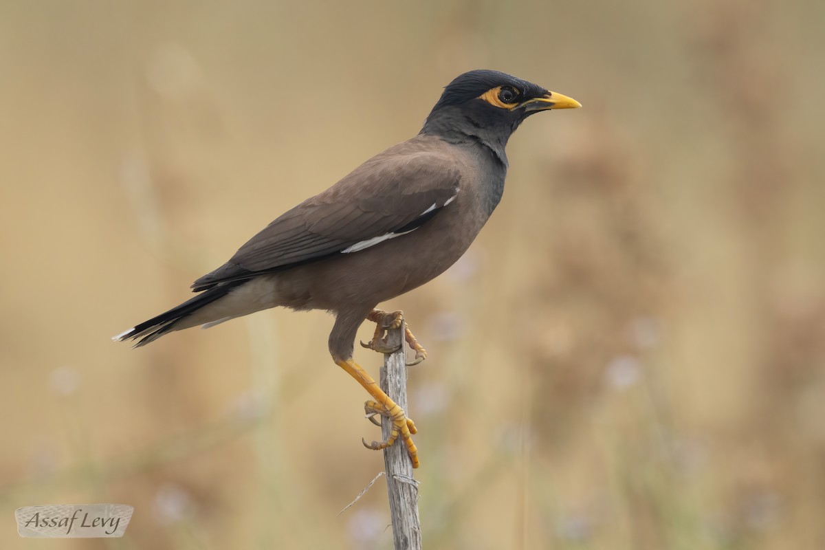 Common Myna - Assaf Levy