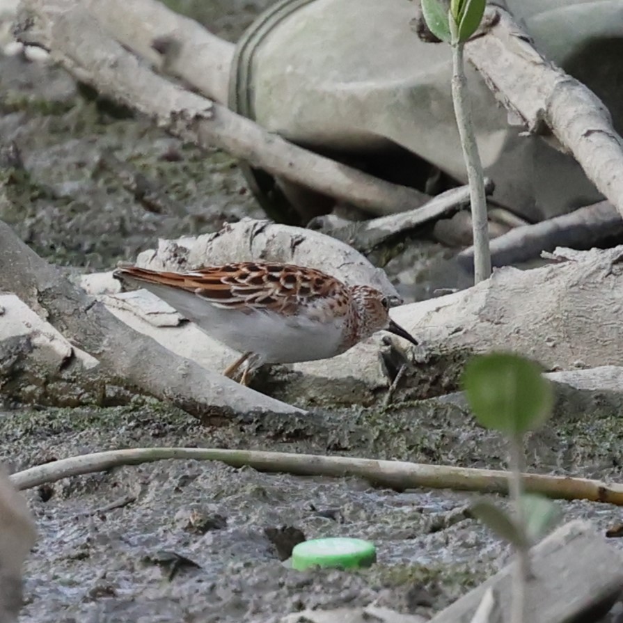 Long-toed Stint - poshien chien