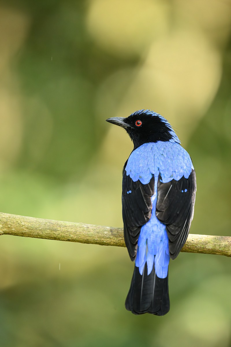 Asian Fairy-bluebird - Sudhir Paul