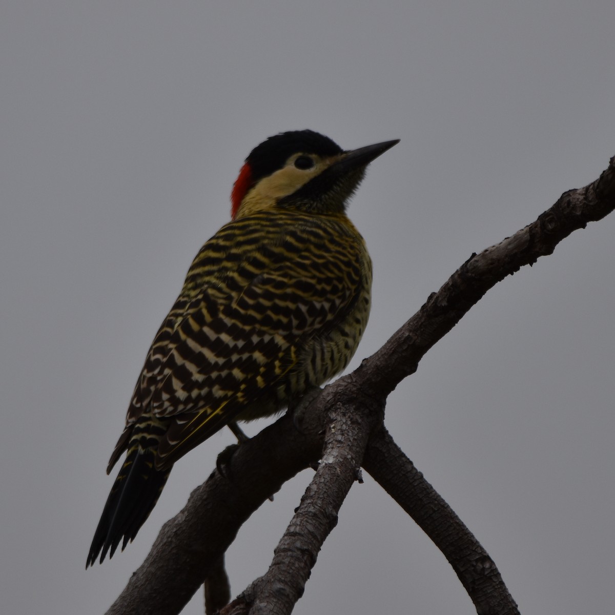 Green-barred Woodpecker - Alejandro Figueroa Varela