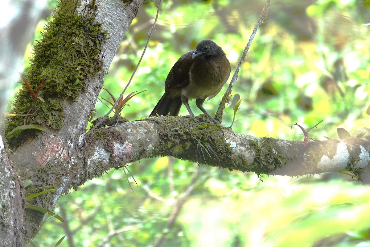 Gray-headed Chachalaca - Betty Beckham