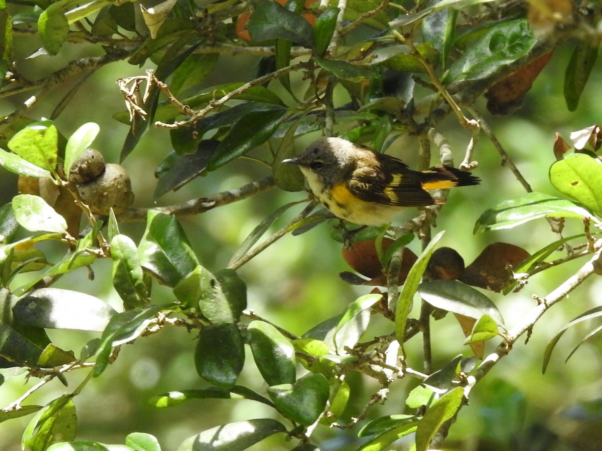 American Redstart - Anonymous