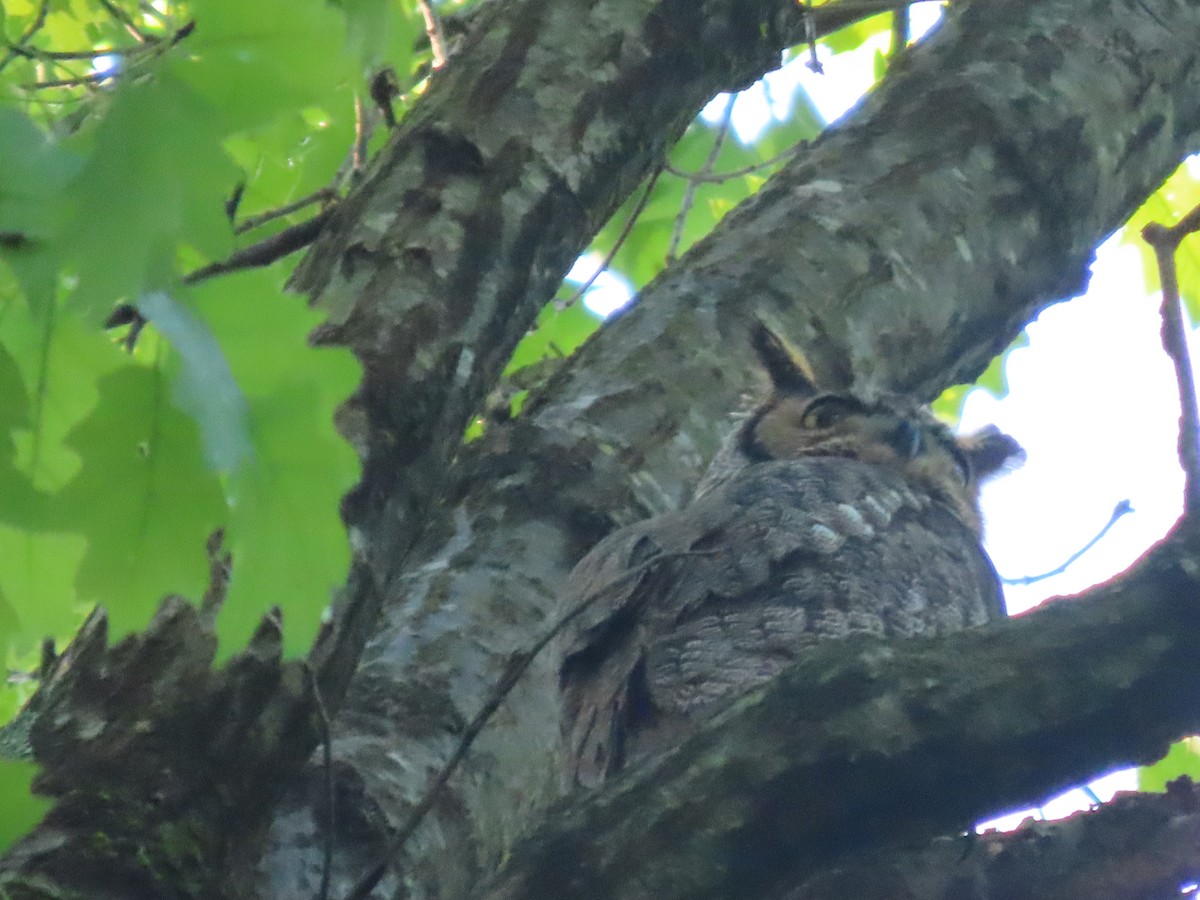 Great Horned Owl - Roy Howard