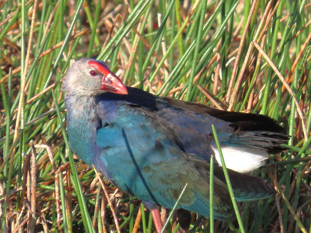 Gray-headed Swamphen - Tom Obrock