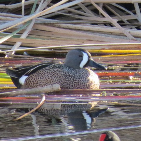 Blue-winged Teal - ML618263797