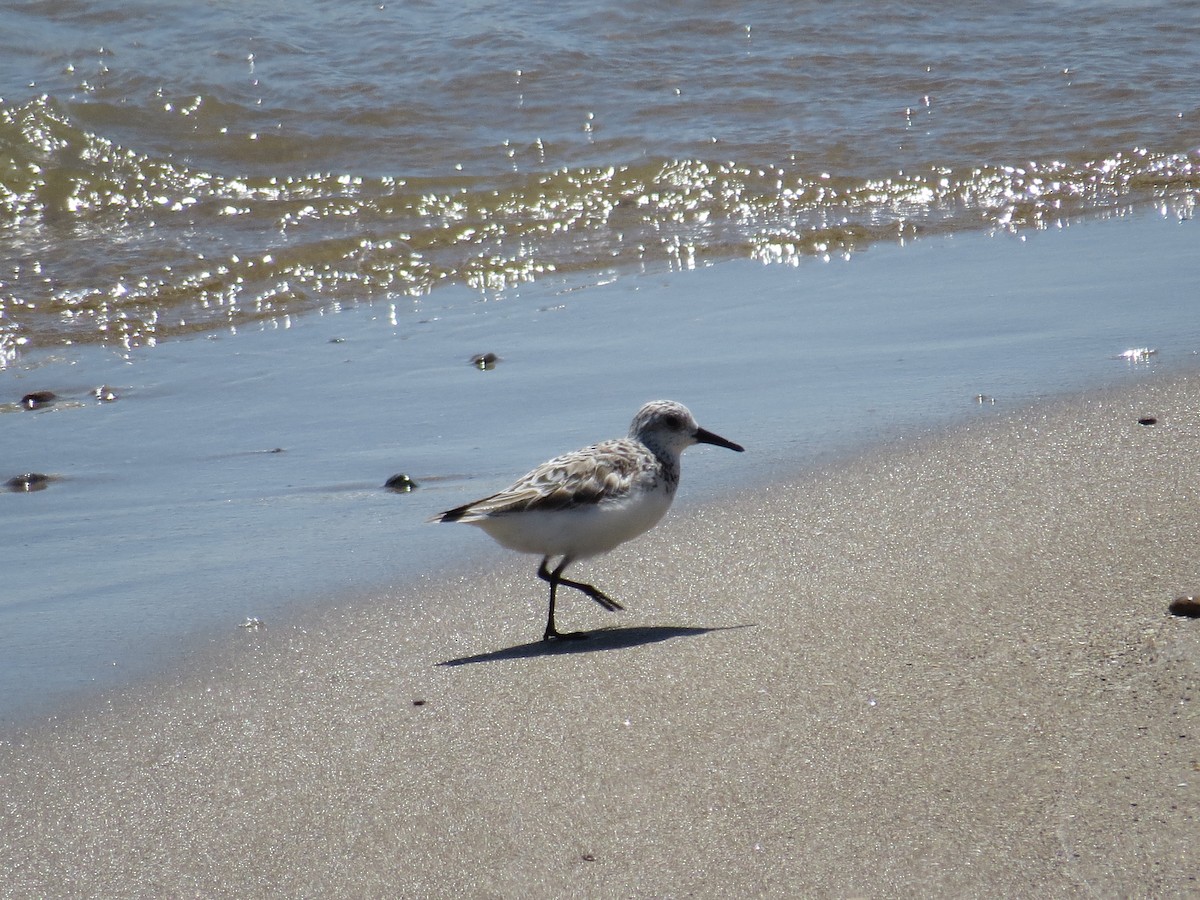 Sanderling - Benjamin Althouse