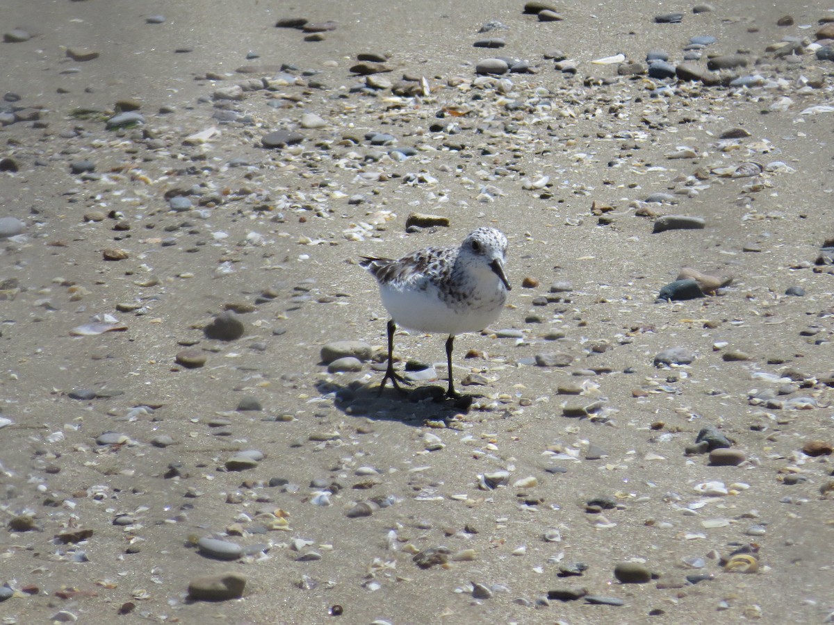 Sanderling - Benjamin Althouse