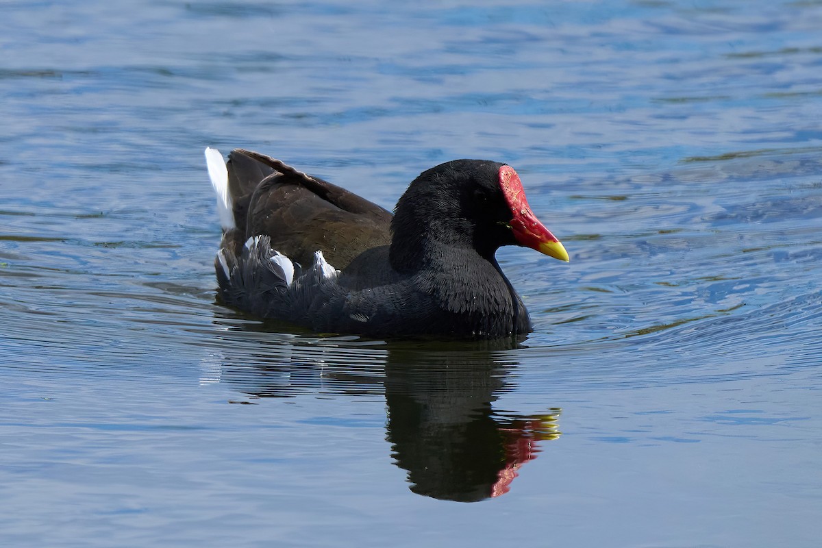 Eurasian Moorhen - Beata Milhano