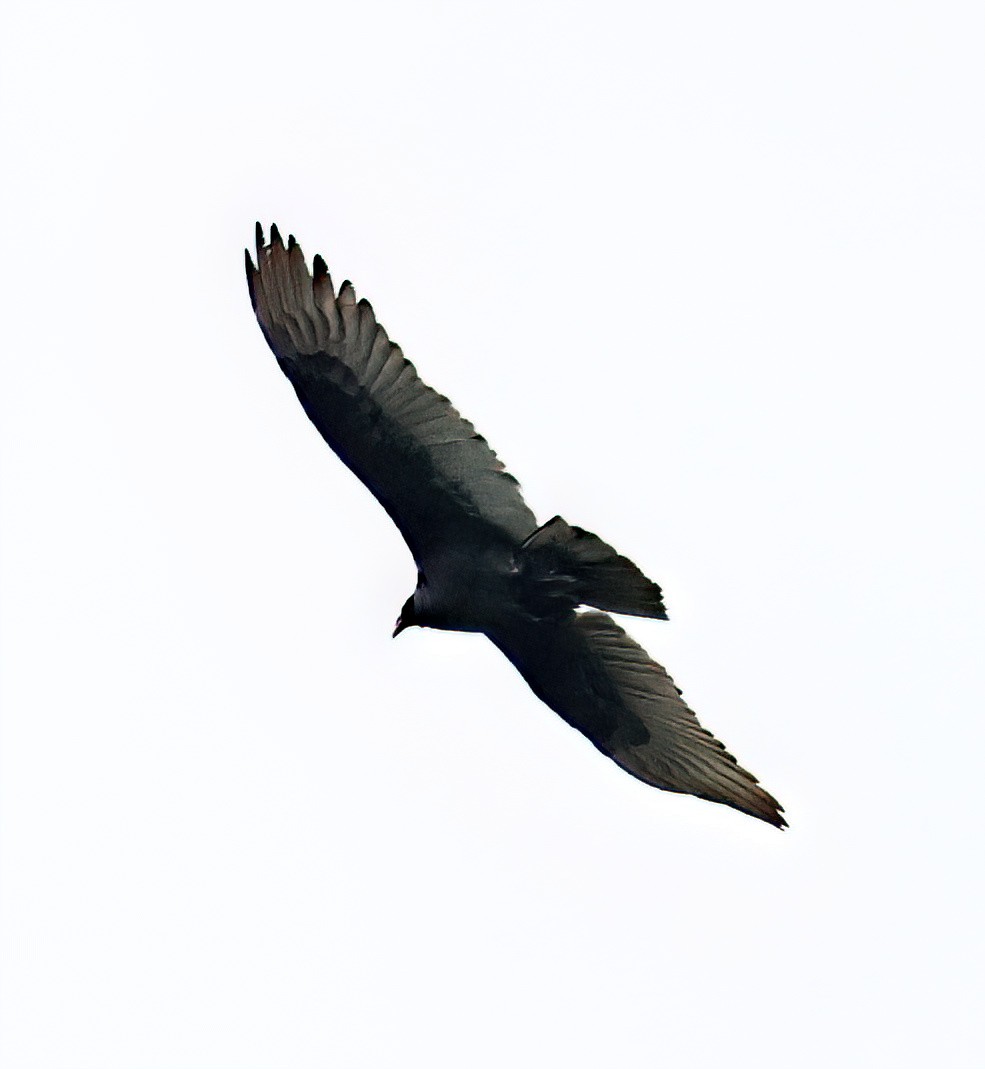 Turkey Vulture - Charlotte Byers