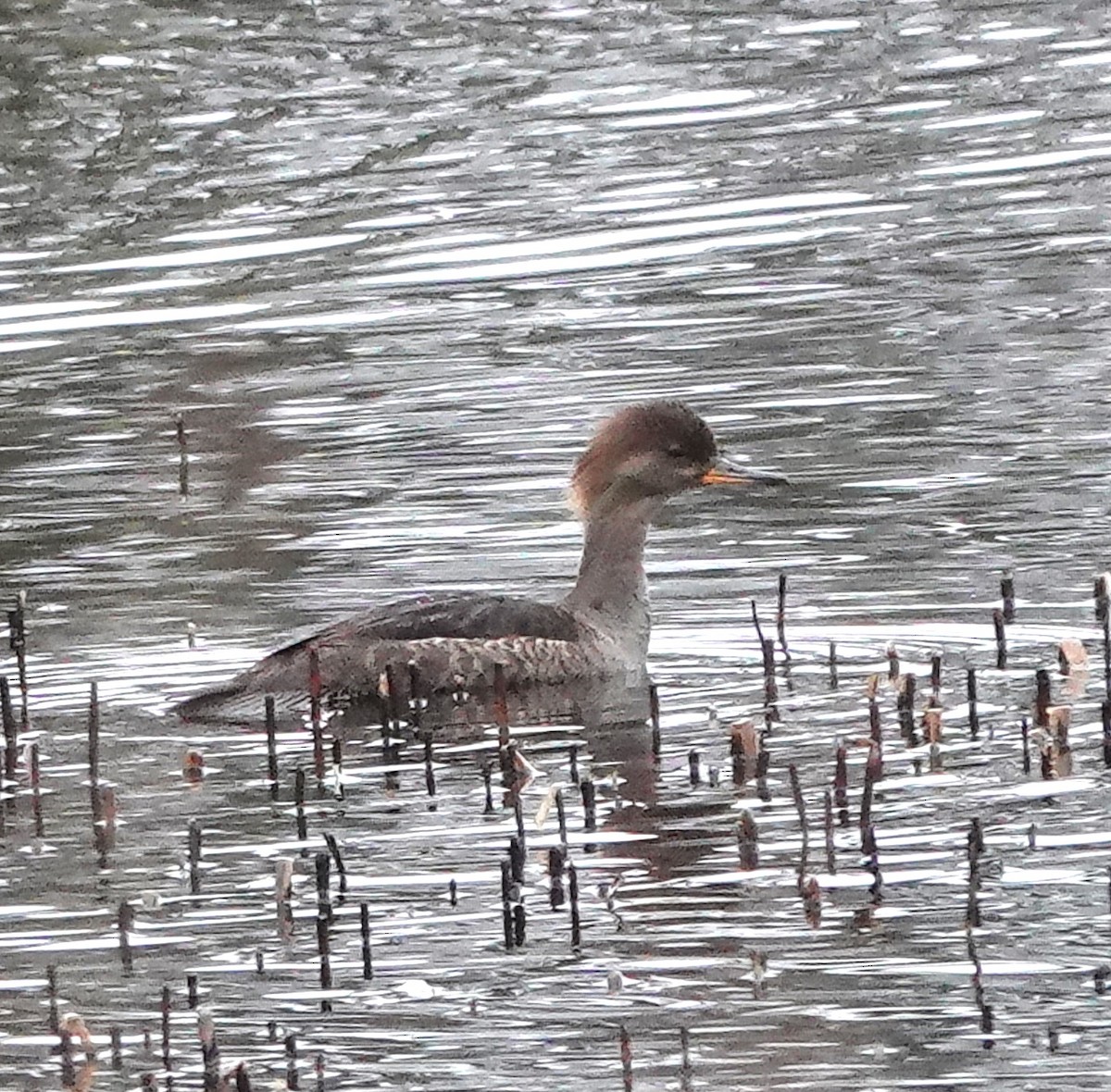 Hooded Merganser - Ann Griffin