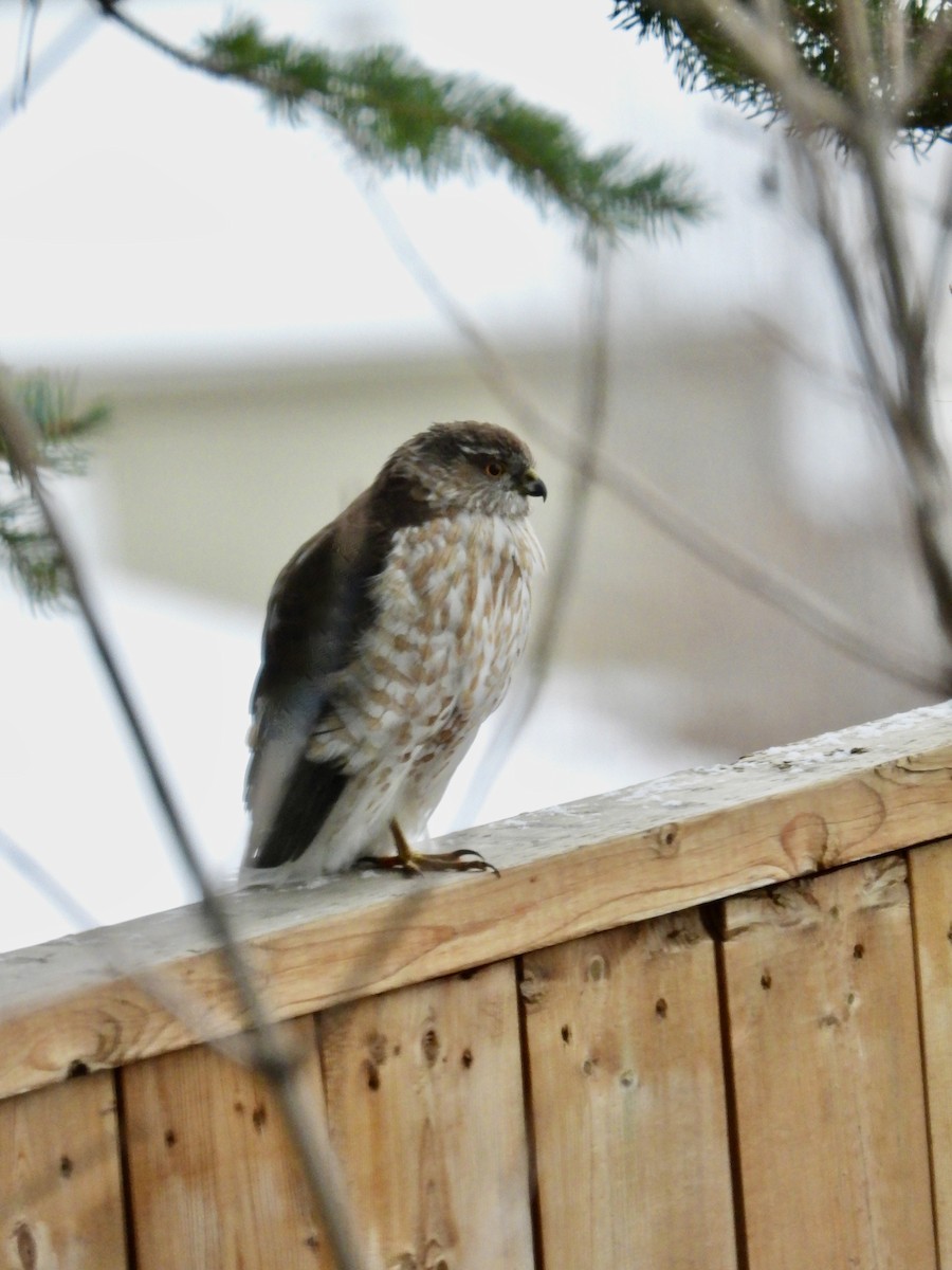 Sharp-shinned Hawk - ML618263843