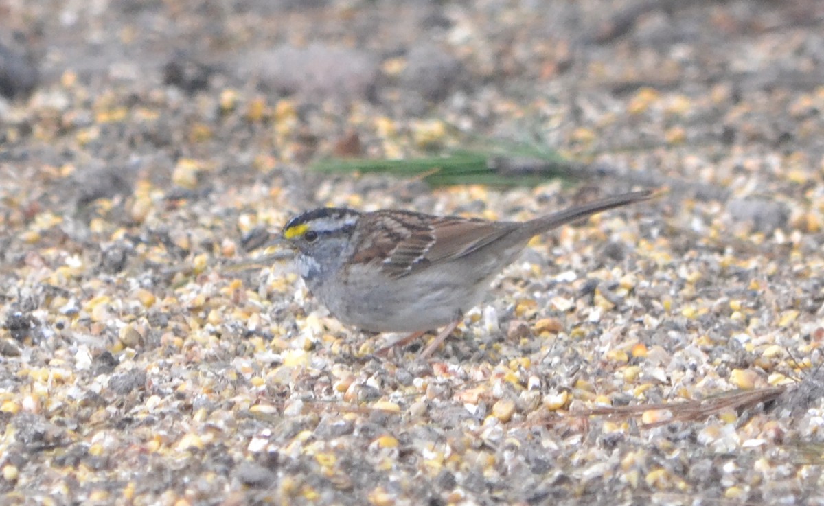 White-throated Sparrow - Chris Tessaglia-Hymes