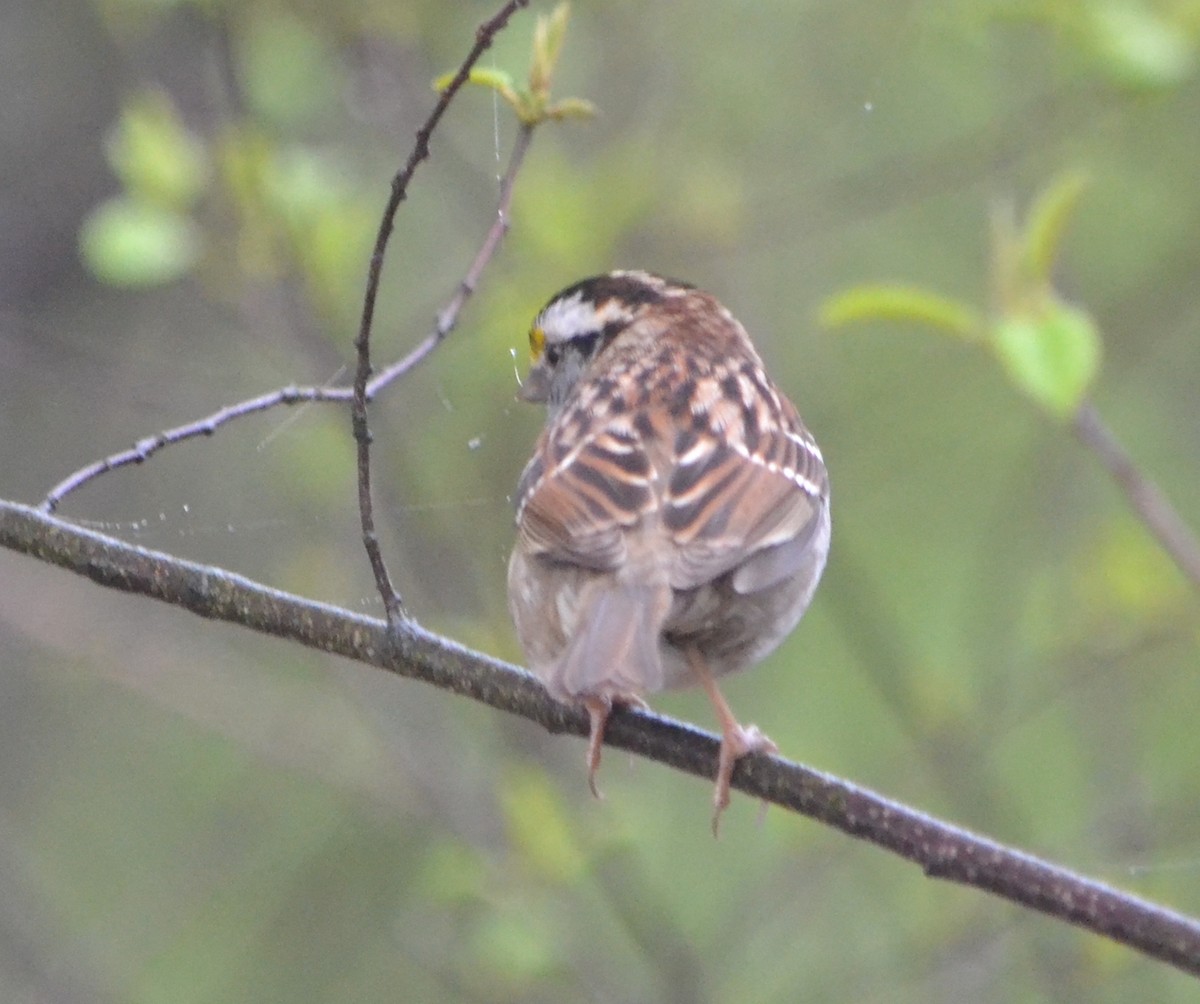 White-throated Sparrow - Chris Tessaglia-Hymes