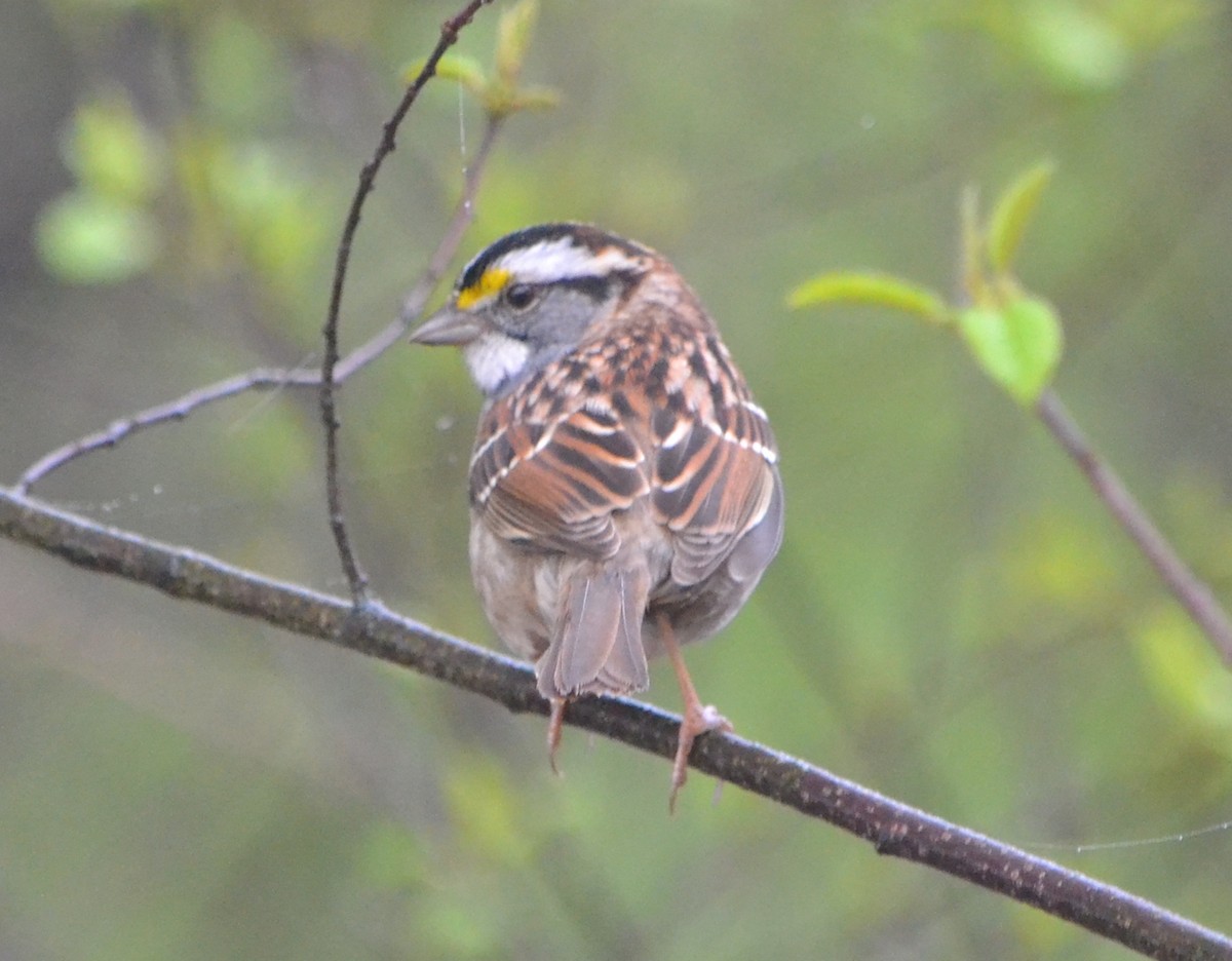 White-throated Sparrow - Chris Tessaglia-Hymes