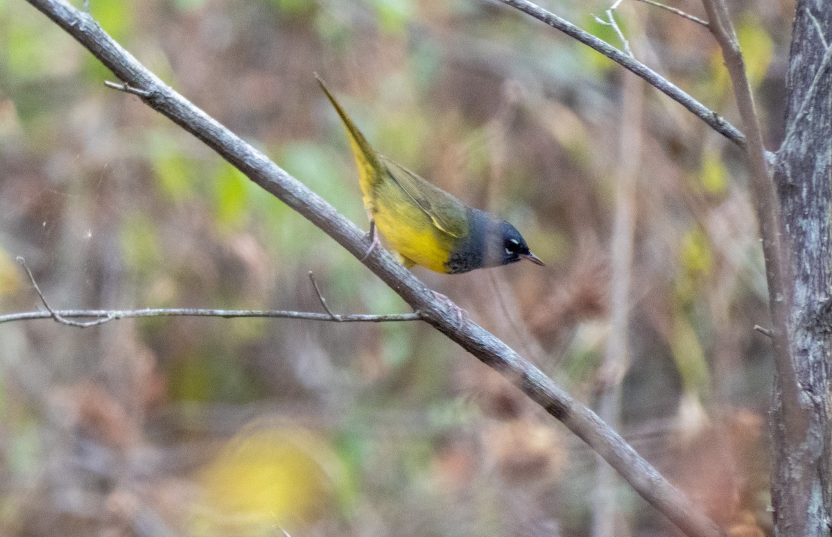 MacGillivray's Warbler - ML618263884