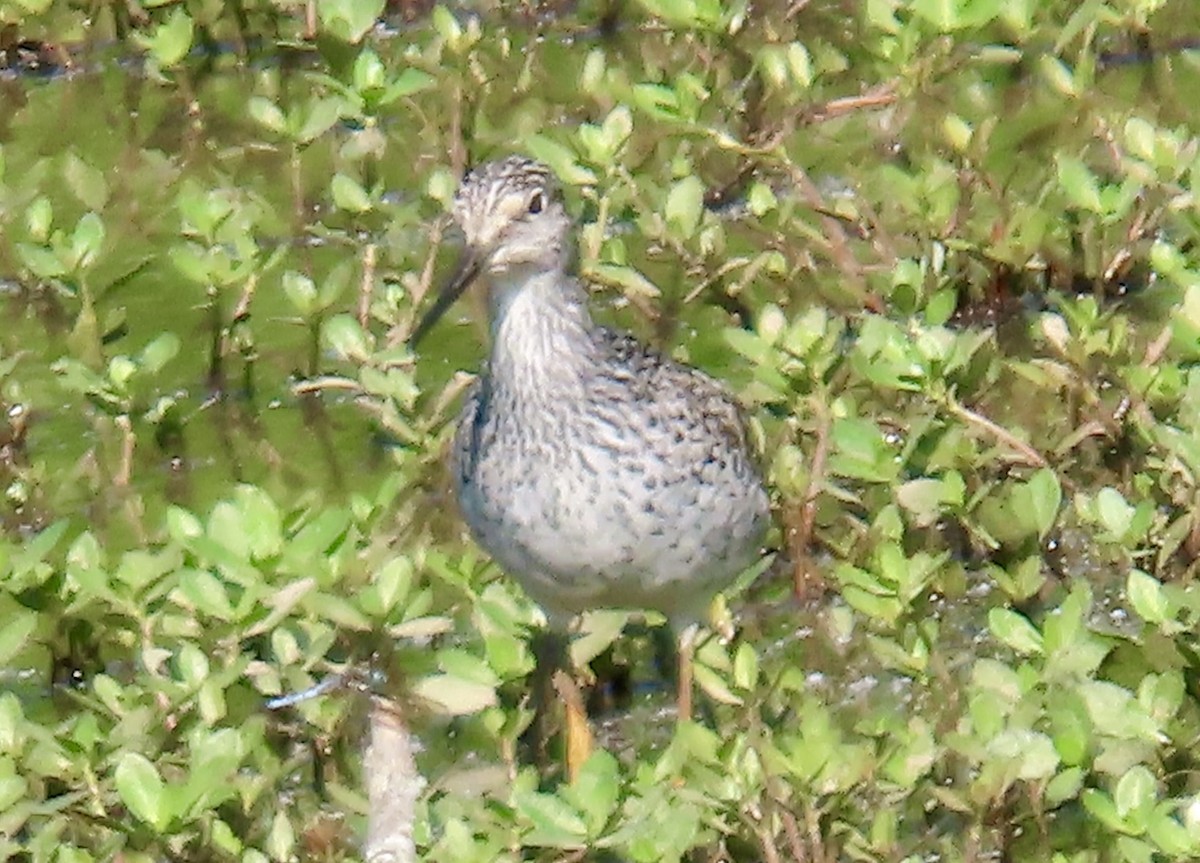 Lesser Yellowlegs - ML618263894