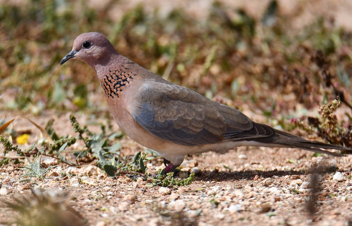 Laughing Dove - Krzysztof Haja