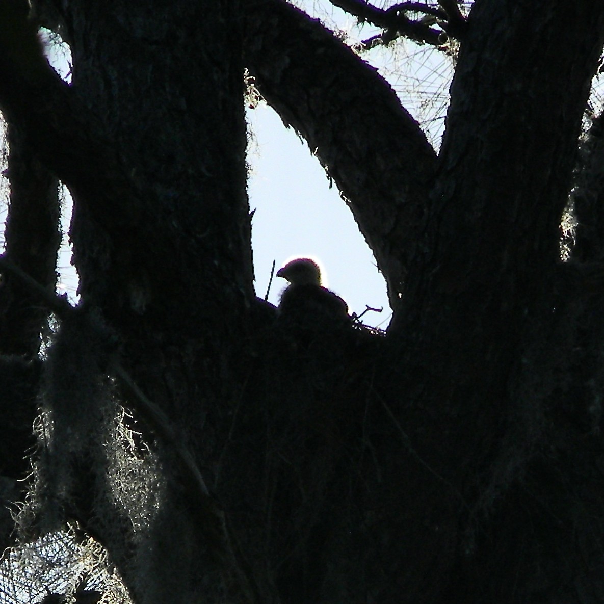 Red-shouldered Hawk - Bob Peterson