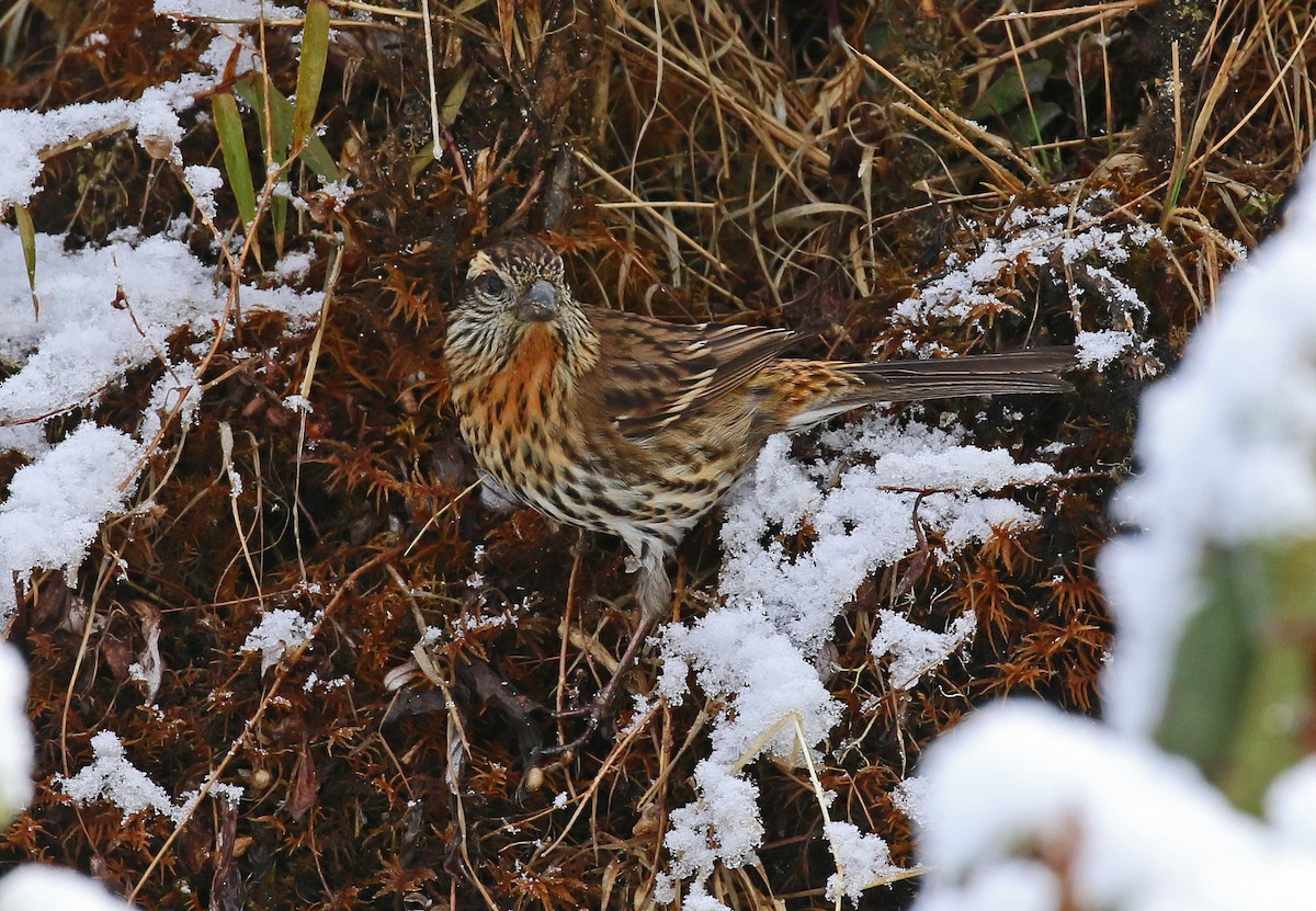 Himalayan White-browed Rosefinch - Michael Bird