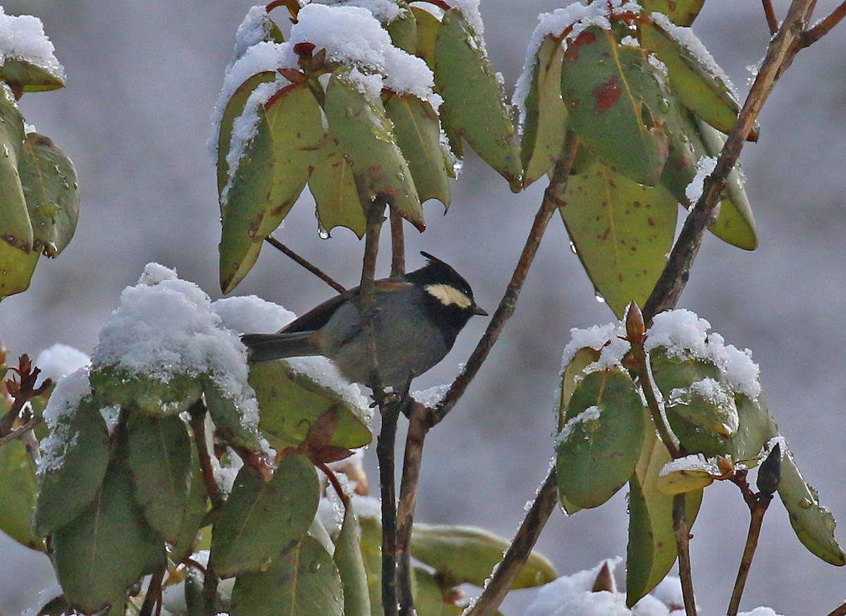 Rufous-vented Tit - Michael Bird