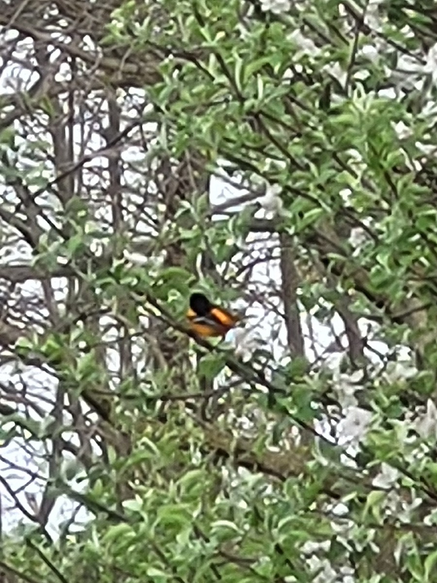 Baltimore Oriole - Jenna Malmquist