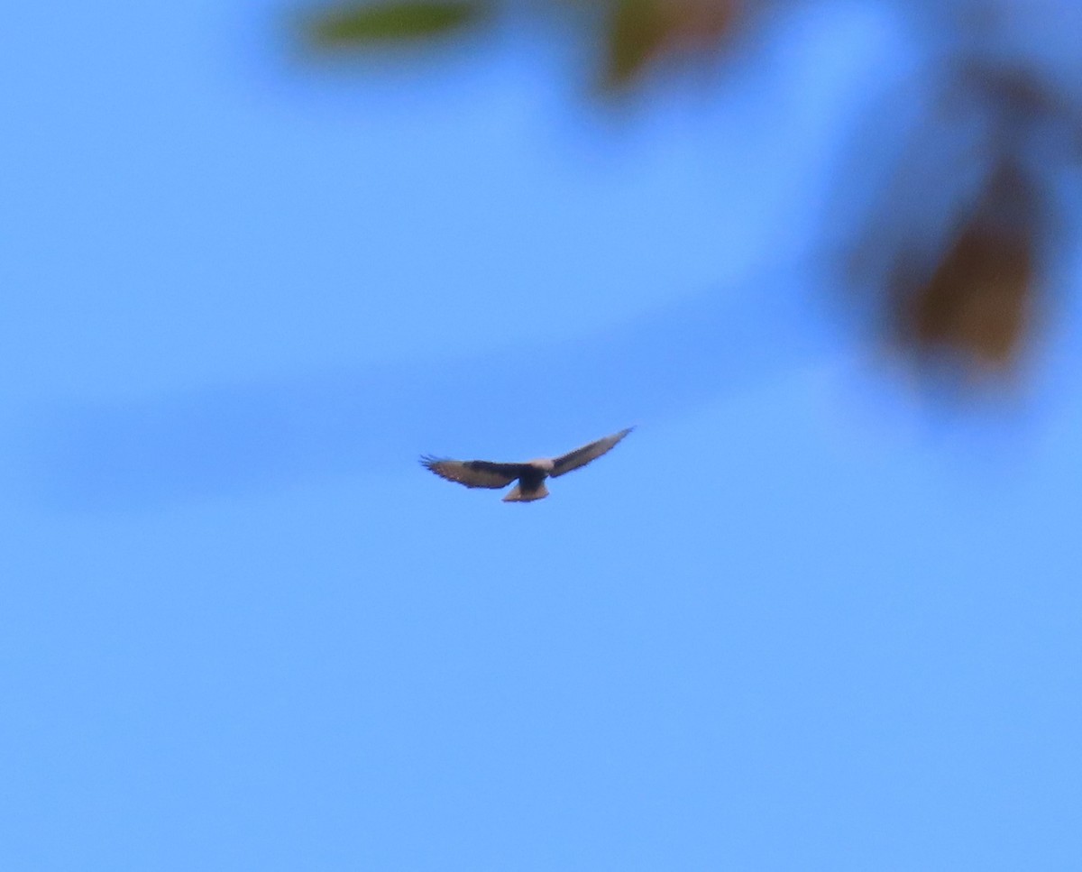 Short-tailed Hawk - Susan Pepper