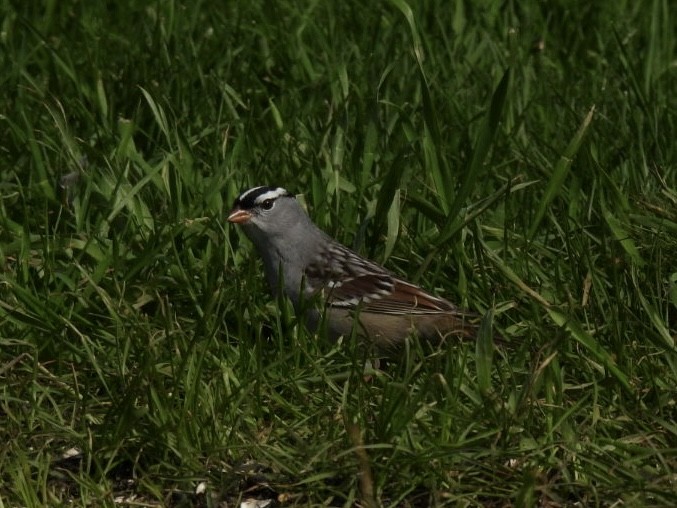 White-crowned Sparrow - Jean Gairdner