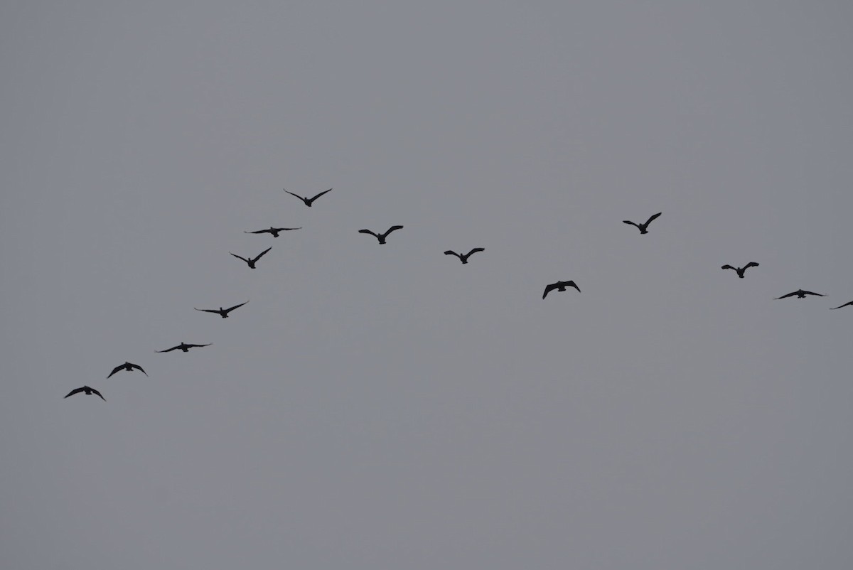 Double-crested Cormorant - ML618263987