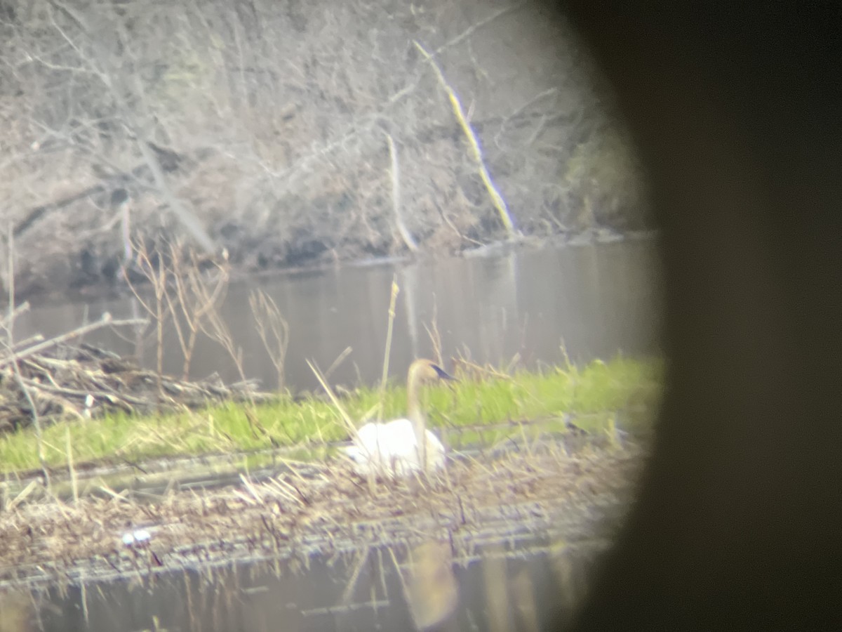 Trumpeter Swan - Always An Adventure Inc. Team