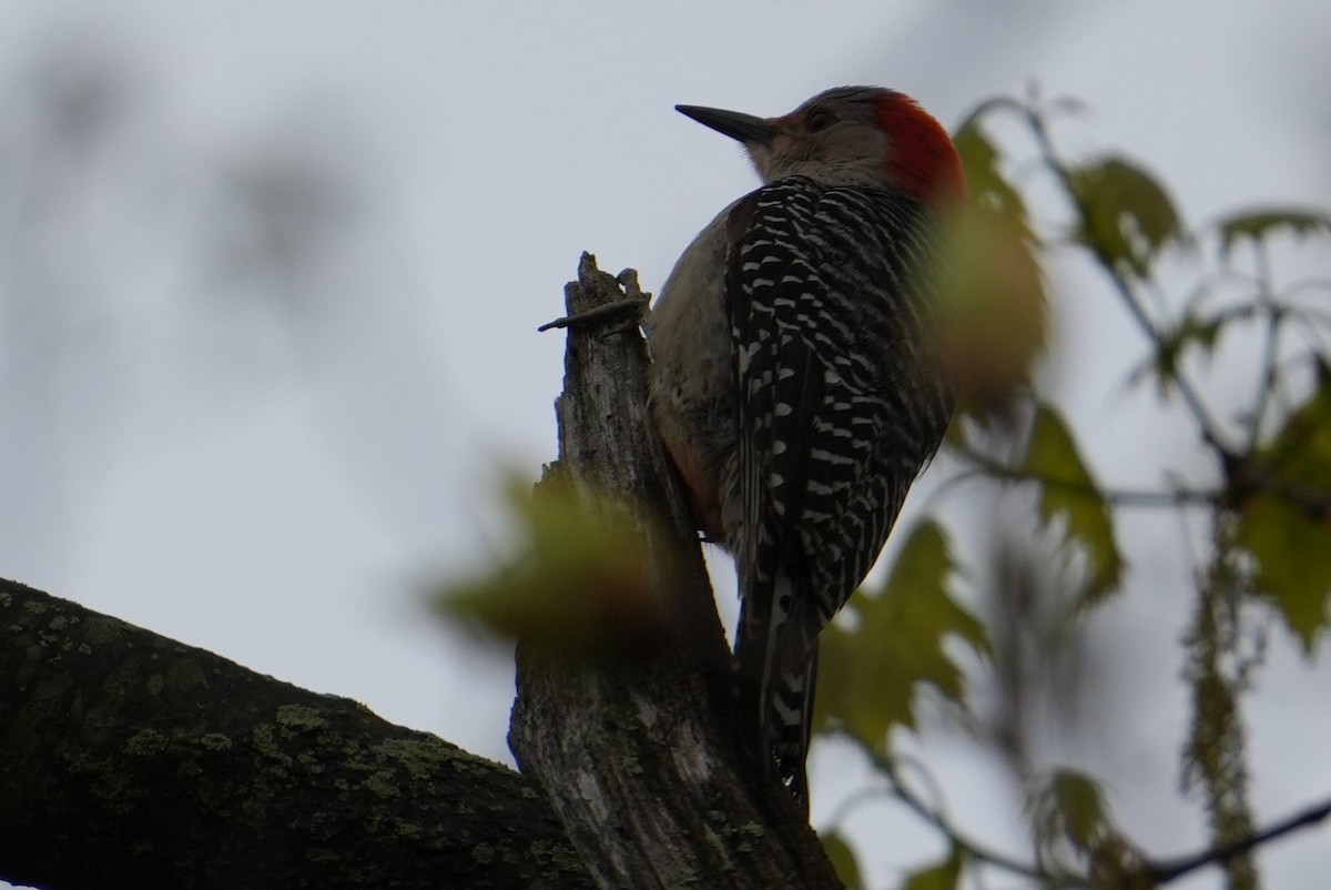 Red-bellied Woodpecker - ML618263996