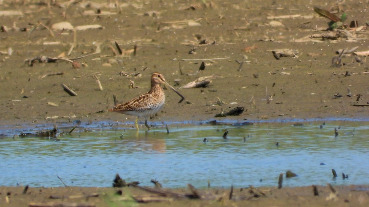 Common Snipe - Patrik Spáčil