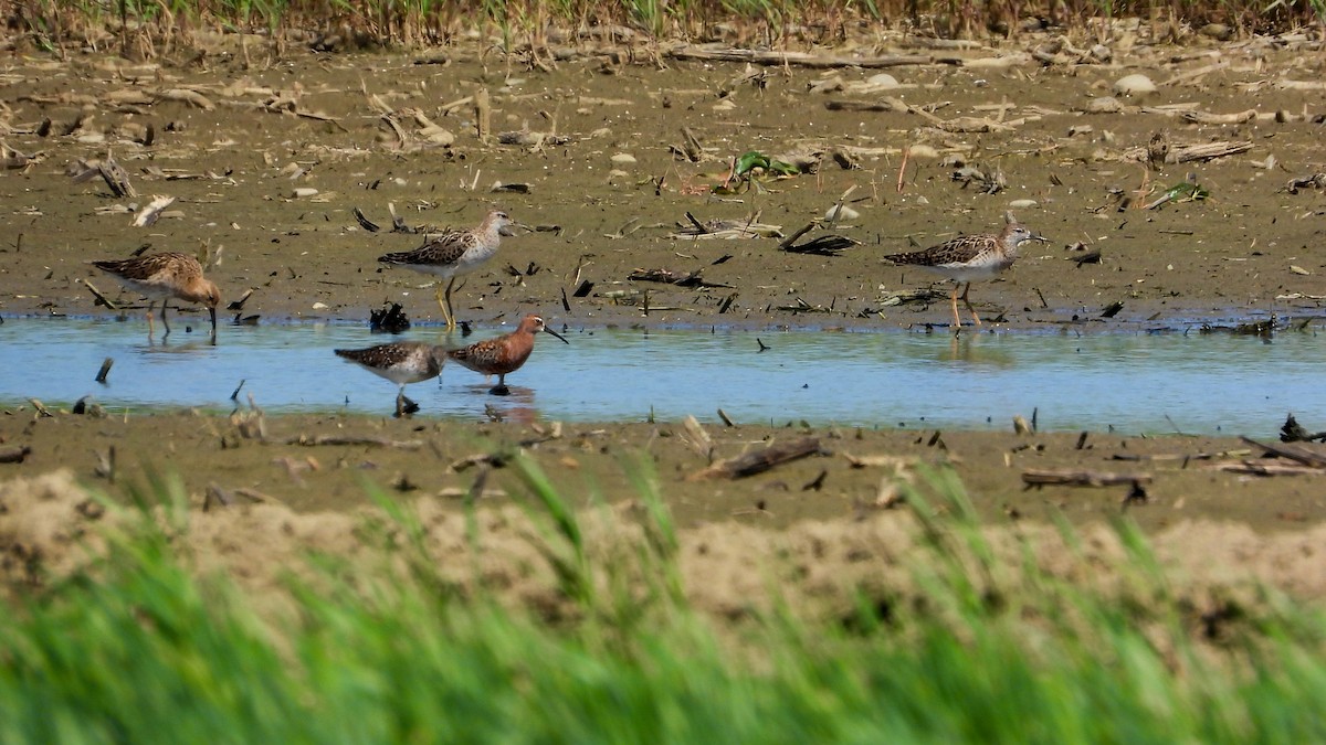 Curlew Sandpiper - Patrik Spáčil