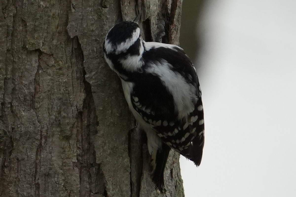 Downy Woodpecker - Emily Mackevicius