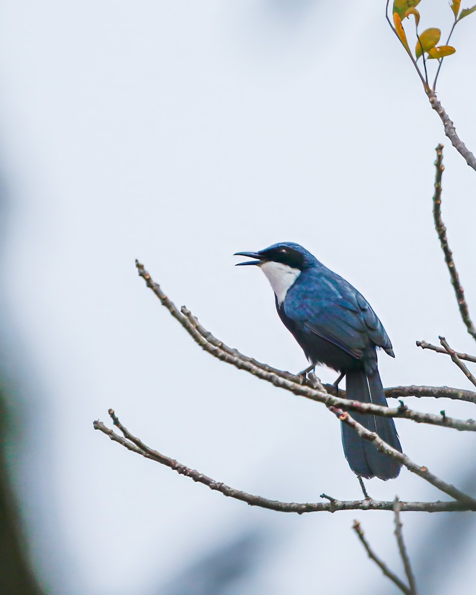 Blue-and-white Mockingbird - ML618264019