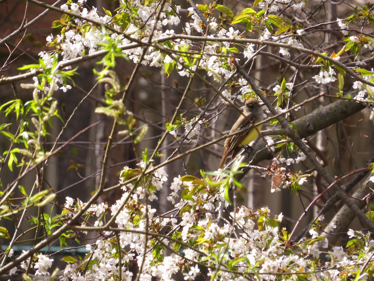 Great Crested Flycatcher - ML618264021
