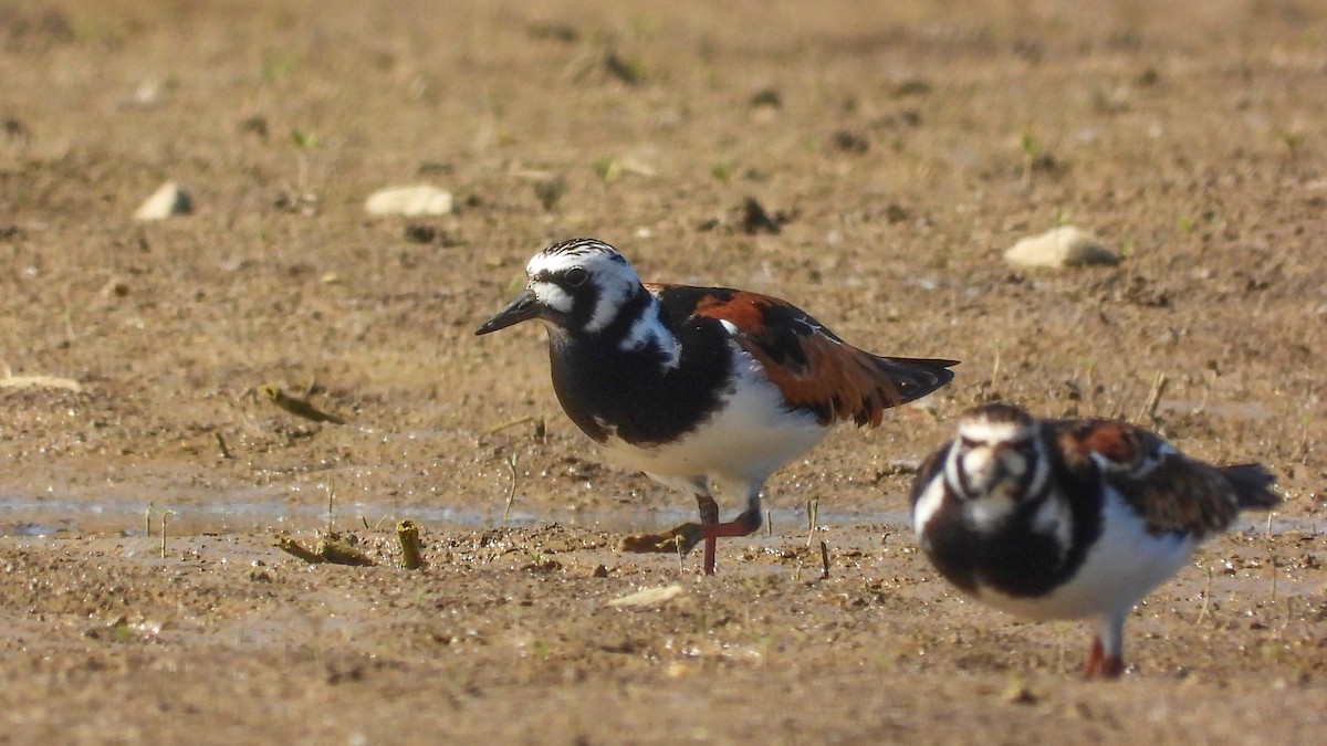 Ruddy Turnstone - Patrik Spáčil