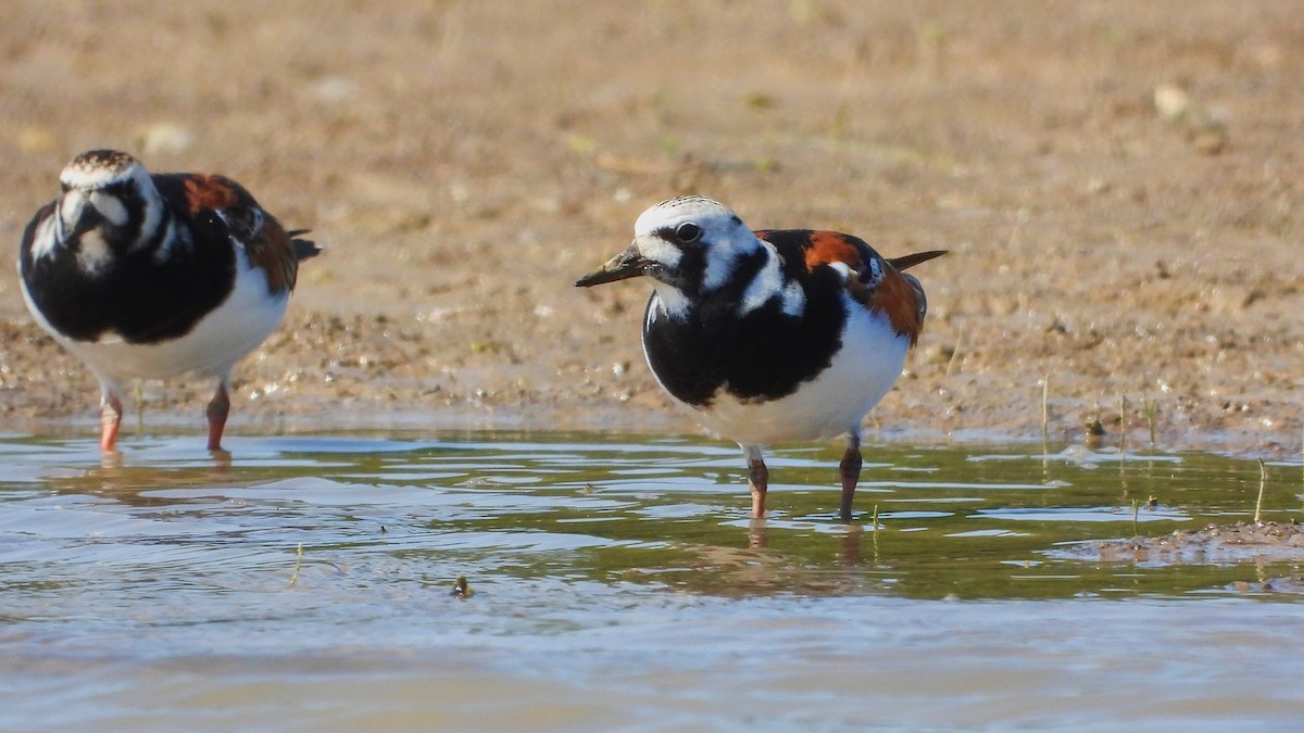 Ruddy Turnstone - Patrik Spáčil